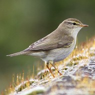 adulto in abito riproduttivo, Valle Sagreda (VE), 6.04.2013
