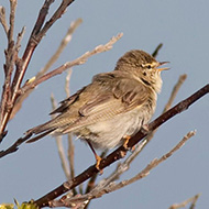 adulto in abito riproduttivo, giugno