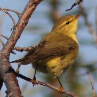 adulto in abito invernale, Mestre (VE), 18.09.2012