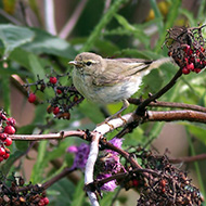 adulto in abito invernale, agosto