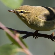 adulto in abito invernale, Verona, 22.08.2016