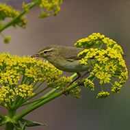 adulto in abito riproduttivo, aprile