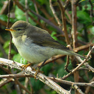adulto in abito invernale, luglio
