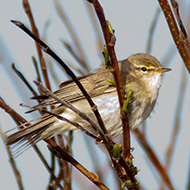 adulto in abito riproduttivo, giugno