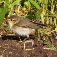 adulto in abito riproduttivo, aprile