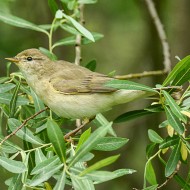 adulto in abito riproduttivo, maggio
