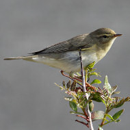 adulto in abito riproduttivo, aprile