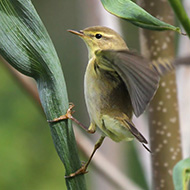 adulto in abito riproduttivo, aprile