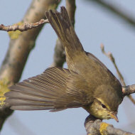 adulto in abito invernale, Mestre (VE), 4.10.2017