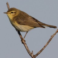 adulto in abito riproduttivo, Quarto d'Altino (VE), 19.05.2012