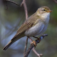 adulto in abito riproduttivo, giugno