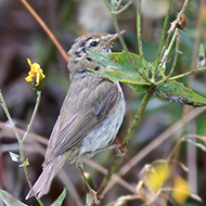 adulto in abito invernale, agosto