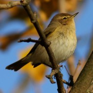 adulto, Venezia, 23.11.2008