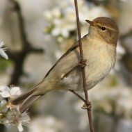 adulto, Vallesina (VE), 3.04.2013