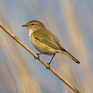 adulto, Lido Ronchi (VR), 6.04.2013