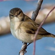 adulto, Treviso, 5.02.2012