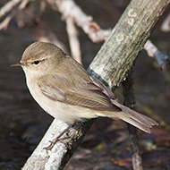 adulto, Treviso, 5.02.2012