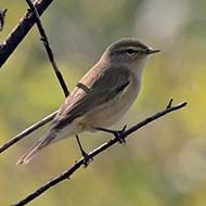 adulto, Verona, 13.10.2018