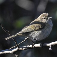 adulto della ssp. <i>tristis</i>, gennaio