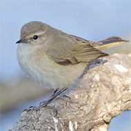 adulto della ssp. <i>tristis</i>, Treviso, 22.01.2012