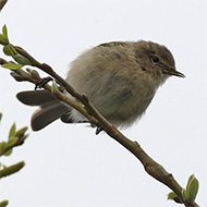 adulto della ssp. <i>tristis</i>, Lido Campanello (VR), 3.04.2010