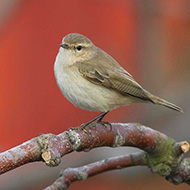 adulto della ssp. <i>tristis</i>, Sacca di Scardovari (RO), 6.01.2018