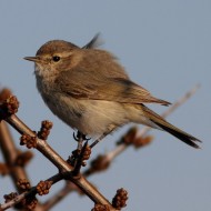 adulto, Mestre (VE), 22.03.2011