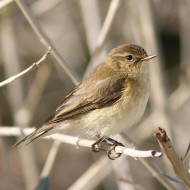adulto, Favaro Veneto (VE), 27.02.2010