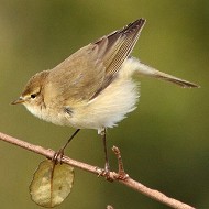 adulto, Mestre (VE), 26.03.2013