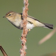 adulto, Mestre (VE), 20.03.2008