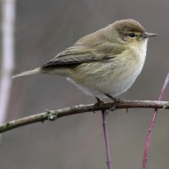 adulto, Oasi Gaggio (VE), 16.02.2008