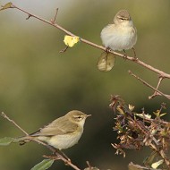 adulti, Mestre (VE), 26.03.2013