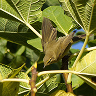 adulto, Verona, 29.09.2015