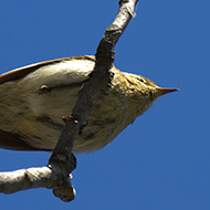 adulto, Verona, 7.04.2015