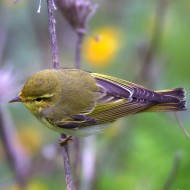 adulto in abito riproduttivo, aprile
