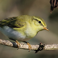 adulto in abito invernale, Perzacco (VR), 16.08.2019