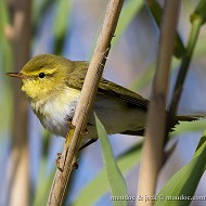 adulto in abito riproduttivo, aprile