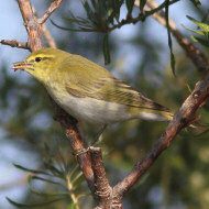 adulto in abito invernale, Mestre (VE), 18.09.2012
