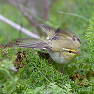 adulto in abito riproduttivo, aprile