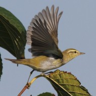 adulto in abito invernale, Mestre (VE), 18.09.2012