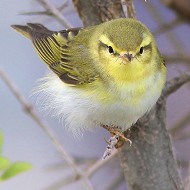 adulto in abito riproduttivo, aprile