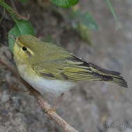 adulto in abito riproduttivo, aprile