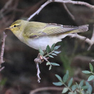 adulto in abito riproduttivo, aprile