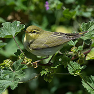 adulto in abito riproduttivo, aprile