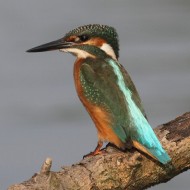maschio, Vallesina (VE), 29.06.2014