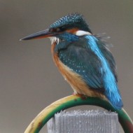 femmina, Cavallino (VE), 7.02.2009