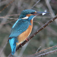 maschio, Caorle (VE), 29.12.2017