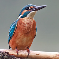 maschio, Pellegrina (VR), 4.09.2011