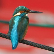 maschio, Pacengo (VR), 25.11.2007