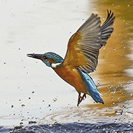 maschio, Ronco all'Adige (VR), 17.12.2015